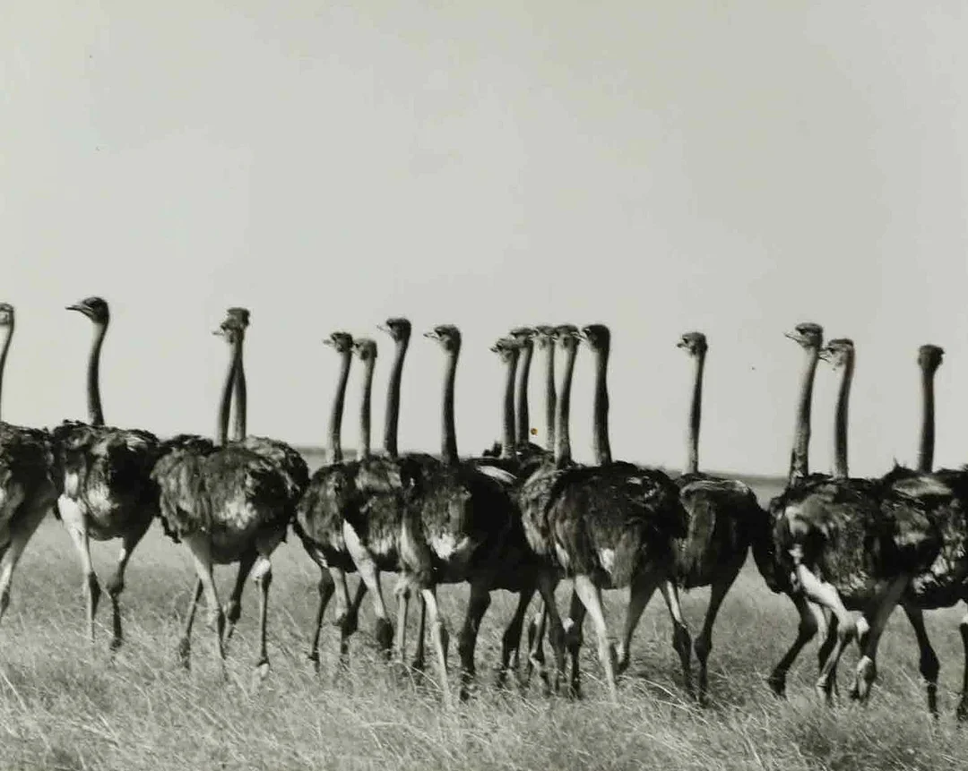 SVEN GILLSÄTER (1921–2001). fotografi, East Africa, 1900-talets mitt. — Photography — Hälsinglands Auktionsverk