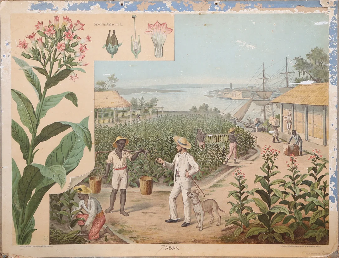 SKOLPLANSCH, TABAK. — Other — Kalmar Auktionsverk