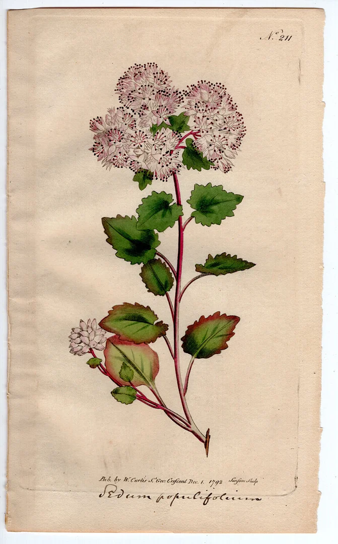 1792 WILLIAM CURTIS ORIGINAL BOTANICAL ENGRAVING #211 SHOWY STONECROP. — Engravings & Prints — Acreman St Auctioneers & Valuers