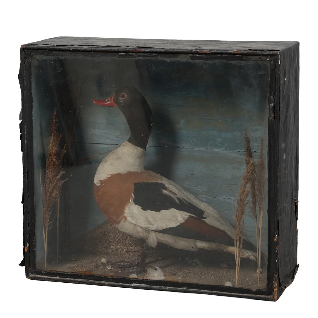 A CASED TAXIDERMY SHELDUCK (TADORNA TADORNA). — Miscellaneous — Bishop & Miller