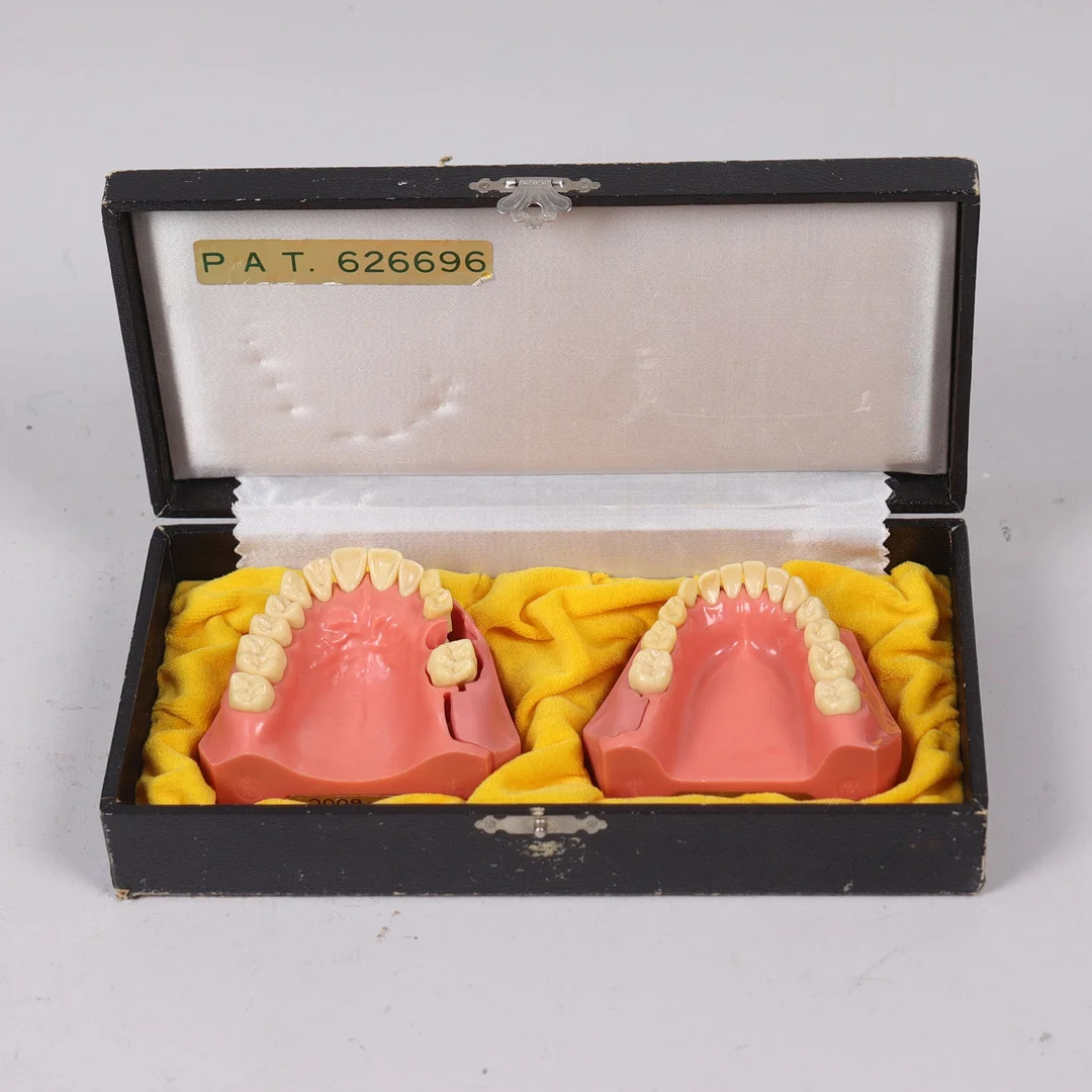 TYPODONT, studiemodell för tandläkare, tandutvecklingsmodell 3-6 år, med löstagbart tandkött, Pi-600C, Nissan Dental Products Inc, Japan. — Miscellaneous — Markus Auktioner