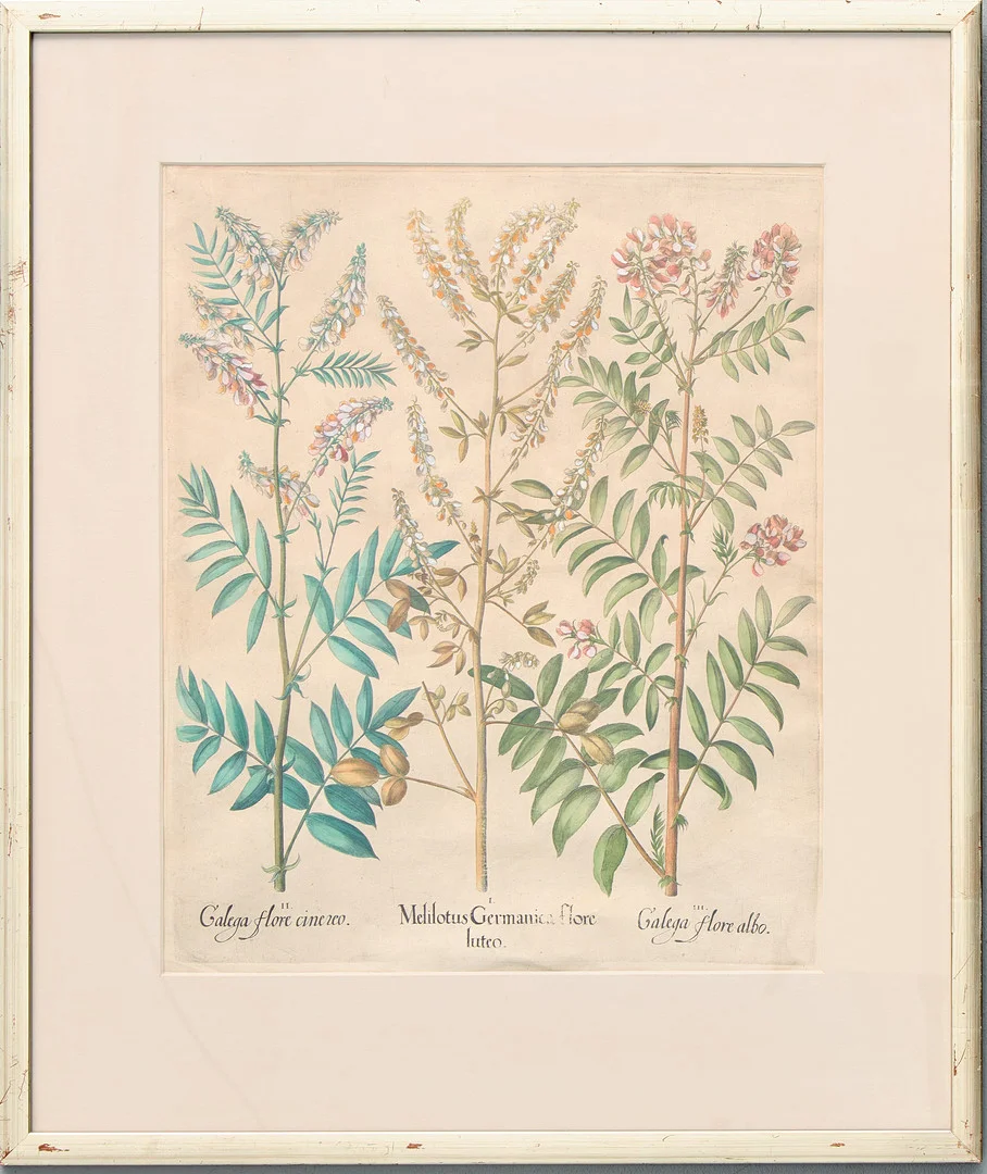 BASILIUS BESLER (1561-1629). "MelilotusGermanica flore luteo/Galega flore cinezeo/Galega flore albo", ur "Hortus Eystettensis", Nürnberg, 1613. — Engravings & Prints — Uppsala Auktionskammare
