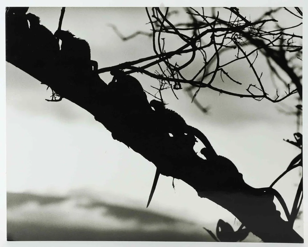 SVEN GILLSÄTER. Fotografi, Ödlor på trädstam, 1900-tal. — Photography — Hälsinglands Auktionsverk