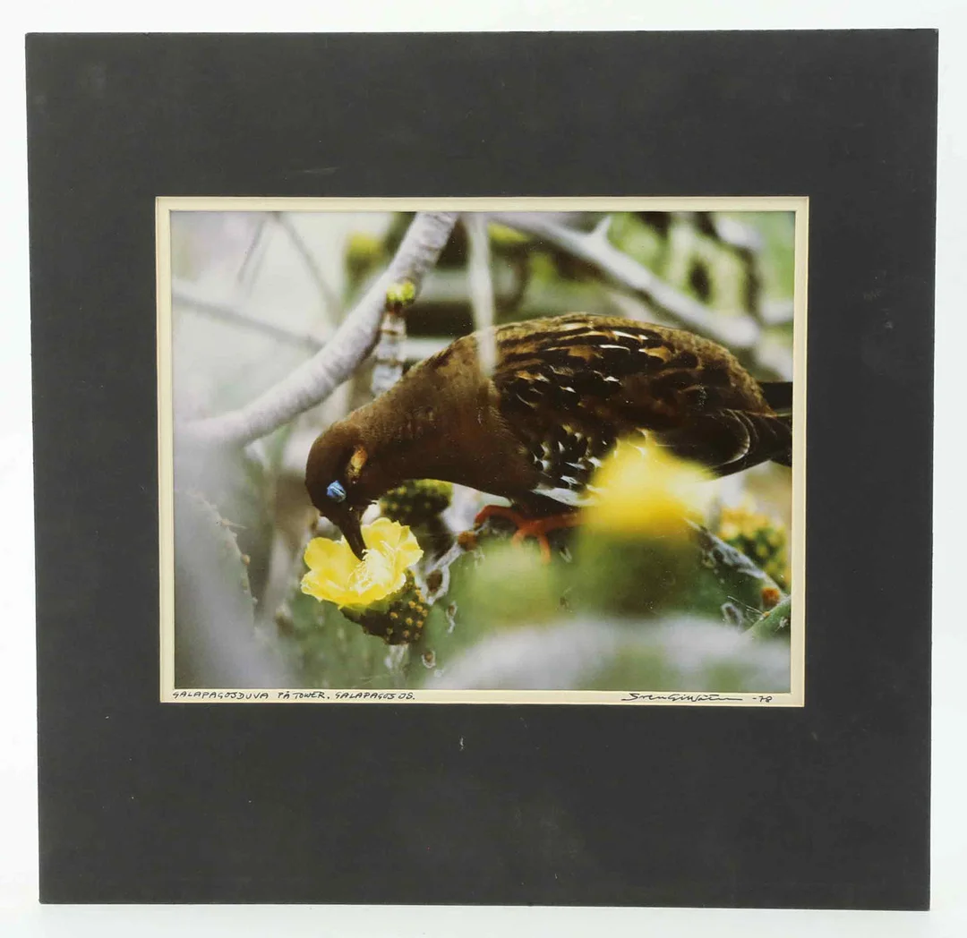 SVEN GILLSÄTER (1921-2001). Fotografi, "Galapagosduva på Tower" Galapagos Islands, signerad och daterad 1978. — Photography — Hälsinglands Auktionsverk