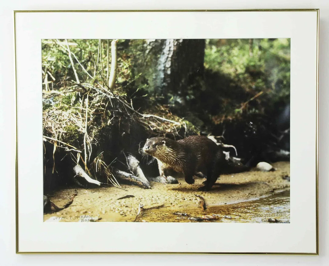 SVEN GILLSÄTER (1921–2001). Fotografi, "Utter i Språng, Boda", signerad. — Photography — Hälsinglands Auktionsverk