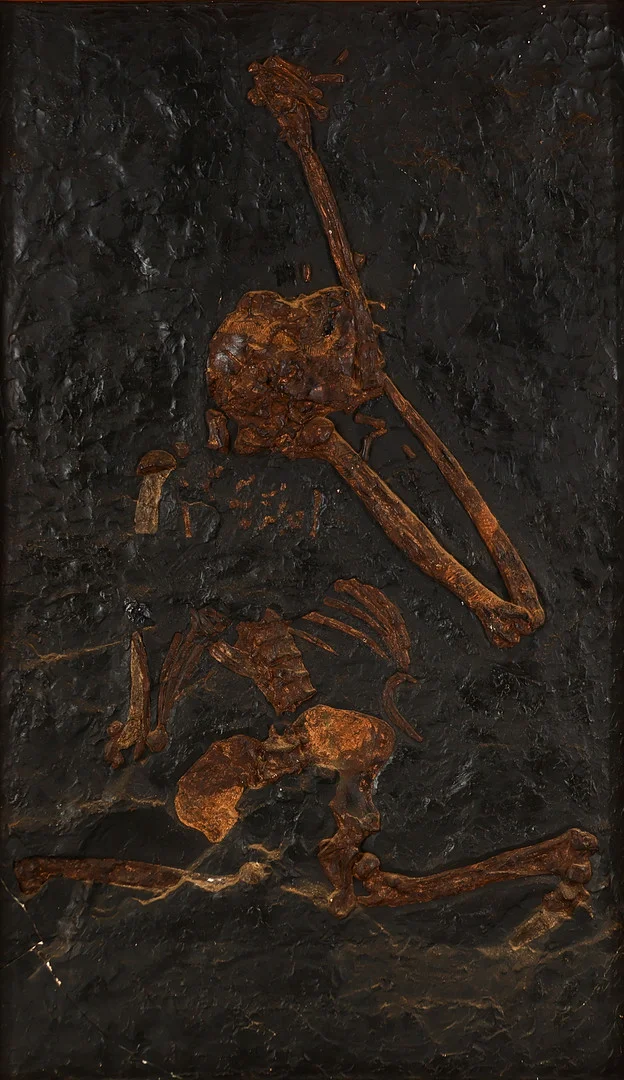 Indrammet gipsafstøbning af den uddøde abe 'Oreopithecus bambolii', originale fossil fundet i Italien i 1958. — Other — Palsgaard Kunstauktioner