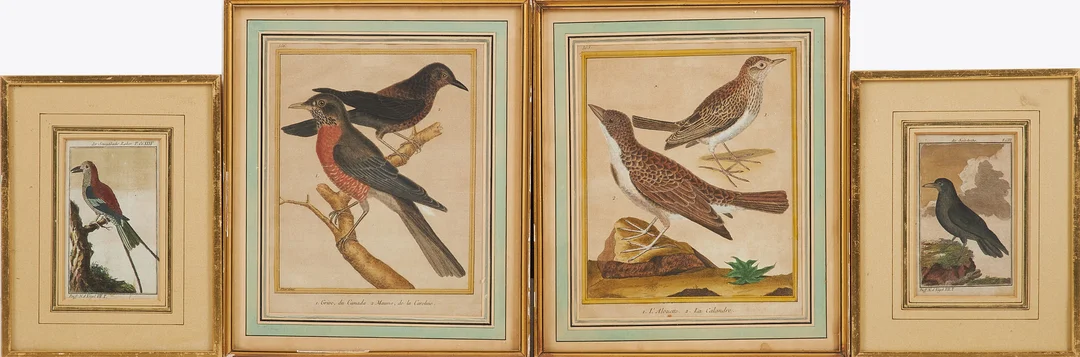 FRANCOIS NICOLAS MARTINET (1731-1800). 4 st, Fåglar, handkolorerade etsningar, 1700-tal. — Engravings & Prints — Stockholms Auktionsverk Sickla
