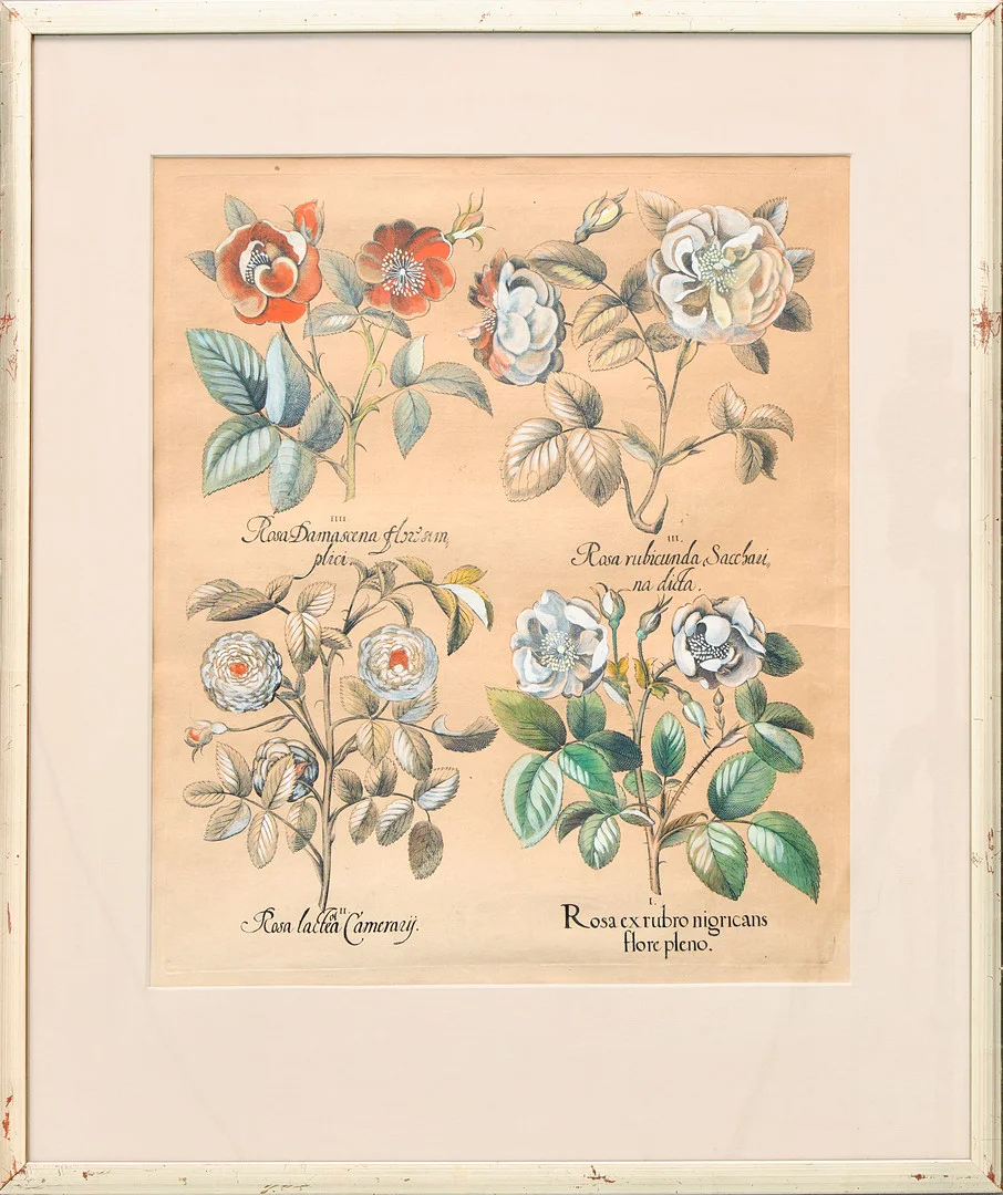 BASILIUS BESLER (1561-1629). "Rosa ex rubro nigricans flore pleno/Rosa láctea Camerauÿ/Rosa rubicunda Sacchau na dicta/RosaDamascena flnisum plici", ur "Hortus Eystettensis", Nürnberg, 1613. — Engravings & Prints — Uppsala Auktionskammare