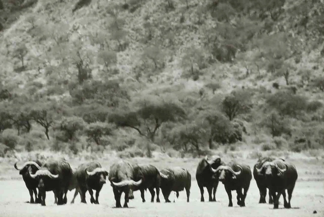 SVEN GILLSÄTER (1921–2001). fotografi, A Herd of African, Buffalos near Tsavo, 1900-talets mitt. — Photography — Hälsinglands Auktionsverk
