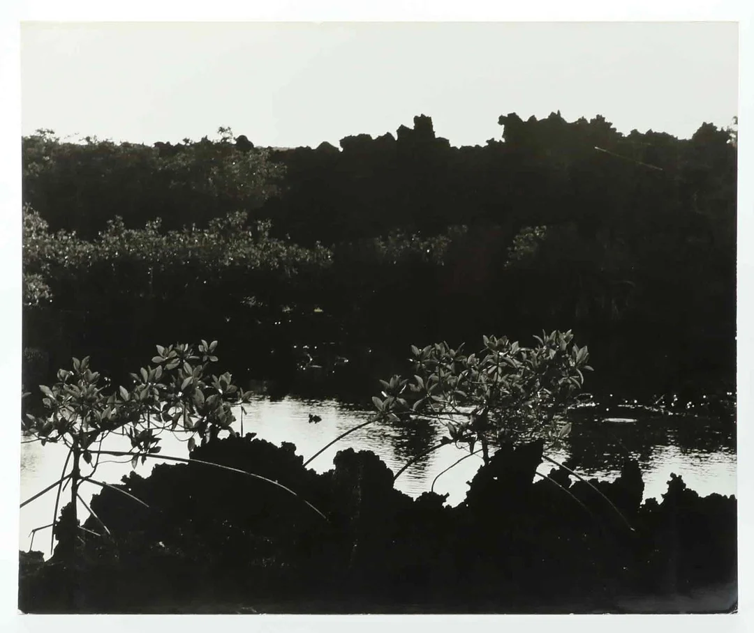 SVEN GILLSÄTER (1921-2001). Fotografi, Naturlandskap Galapagos, signerad atergo, 1900-talets mitt. — Photography — Hälsinglands Auktionsverk