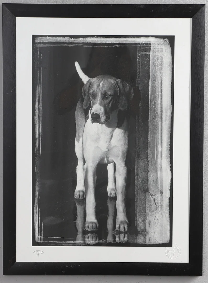 CHARLES SAINSBURY-PLAICE (CONTEMPORARY BRITISH PHOTOGRAPHER). 'THE EXPECTANT HOUND', TAKEN AT V.W.H. KENNELS WHEN UNDER SIDNEY BAILEY, 2000. — Photography — Lawrences Auctioneers