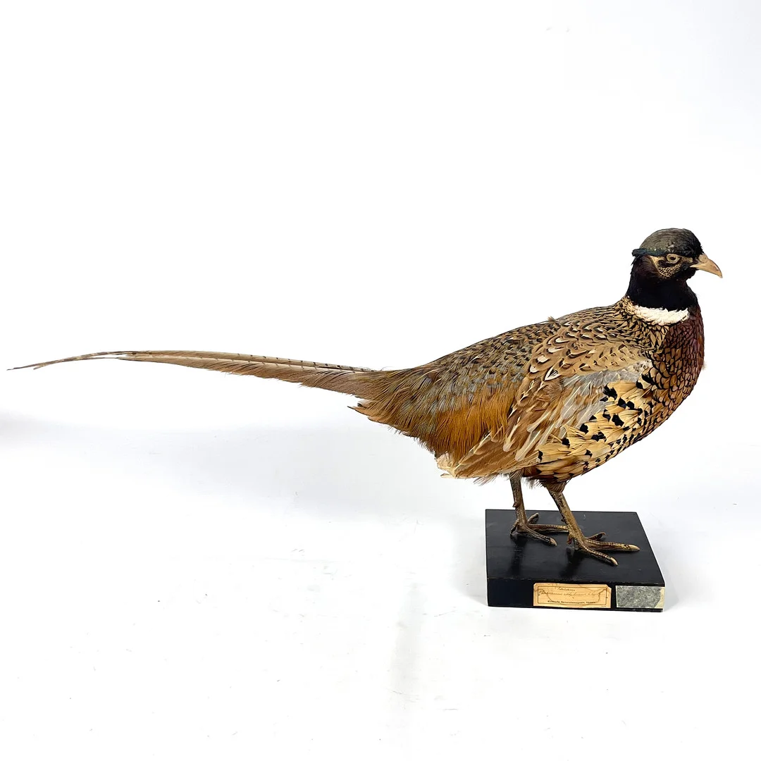 FASANTUPP. Taxidermi, Kolthoffs naturaliemagasin, Uppsala, 1900-tal. — Miscellaneous — Roslagens Auktionsverk