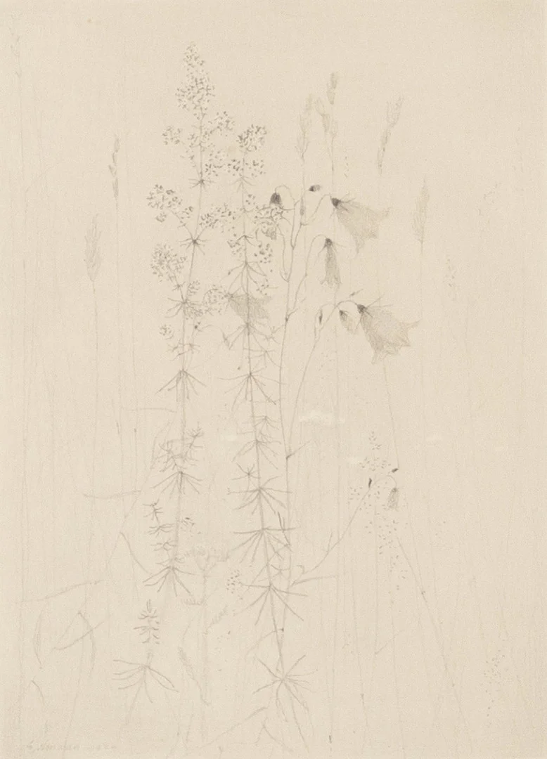 GUNNAR NORRMAN. Blyertsteckning, "Gulmåra och Blåcklocka", signerad, daterad 1974. — Drawings — Karljohan Auktioner