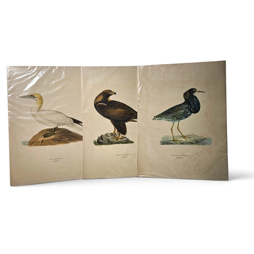 Aves, tres litografías a color offset sobre papel. — Engravings & Prints — Arce Auctions