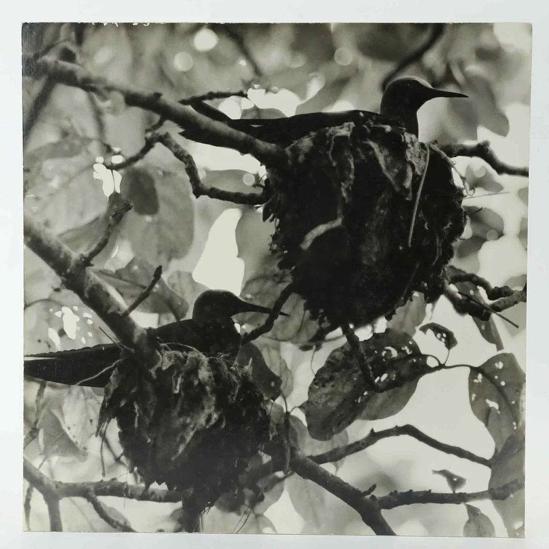 SVEN GILLSÄTER (1921-2001). Fotografi, Häckande fåglar i träd, signerad atergo, 1900-talets mitt. — Photography — Hälsinglands Auktionsverk