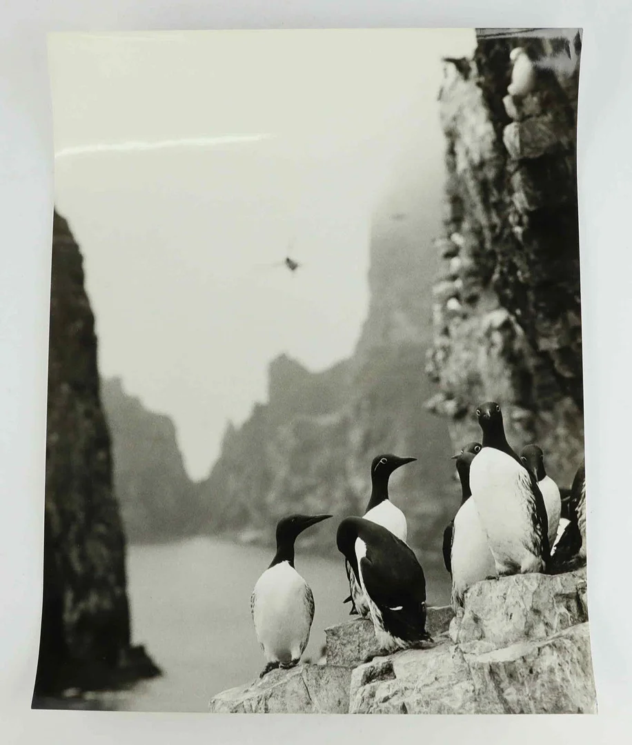 SVEN GILLSÄTER (1921-2001). Fotografi, Spetsbergsgrisslor, 1970-tal. — Photography — Hälsinglands Auktionsverk