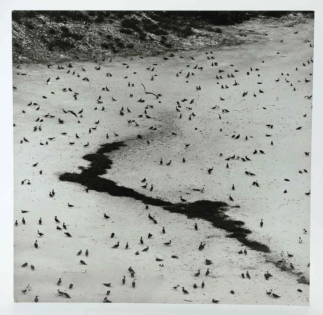 SVEN GILLSÄTER (1921–2001). fotograf, fåglar, signerad a tergo, 1900-talets mitt. — Photography — Hälsinglands Auktionsverk