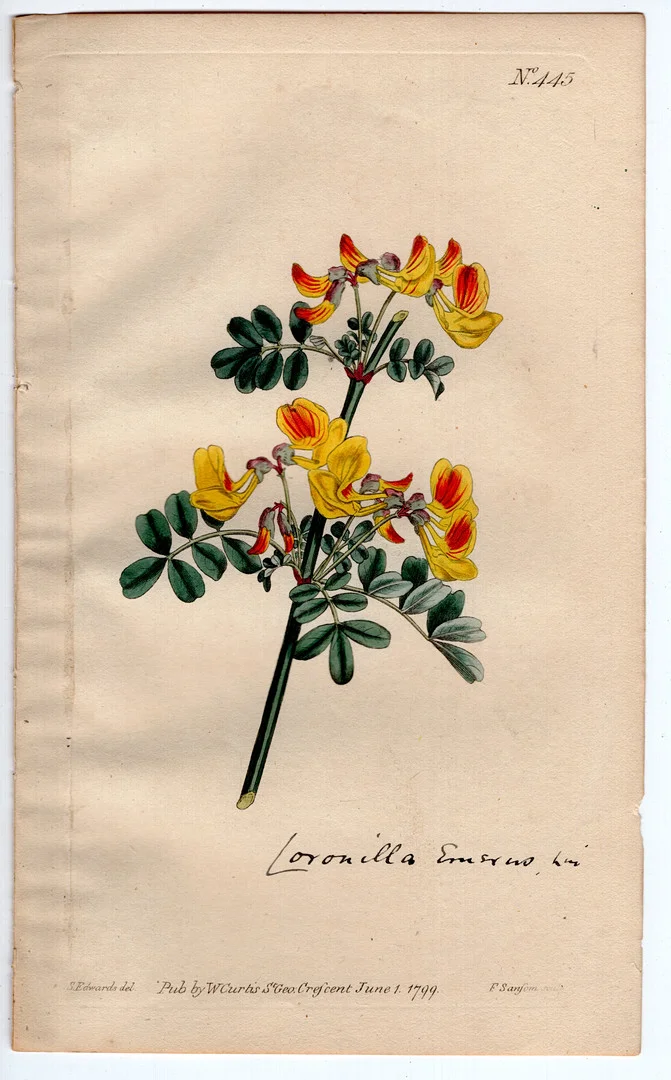 1799 WILLIAM CURTIS ORIGINAL BOTANICAL ENGRAVING #445 SCORPION SENNA. — Engravings & Prints — Acreman St Auctioneers & Valuers