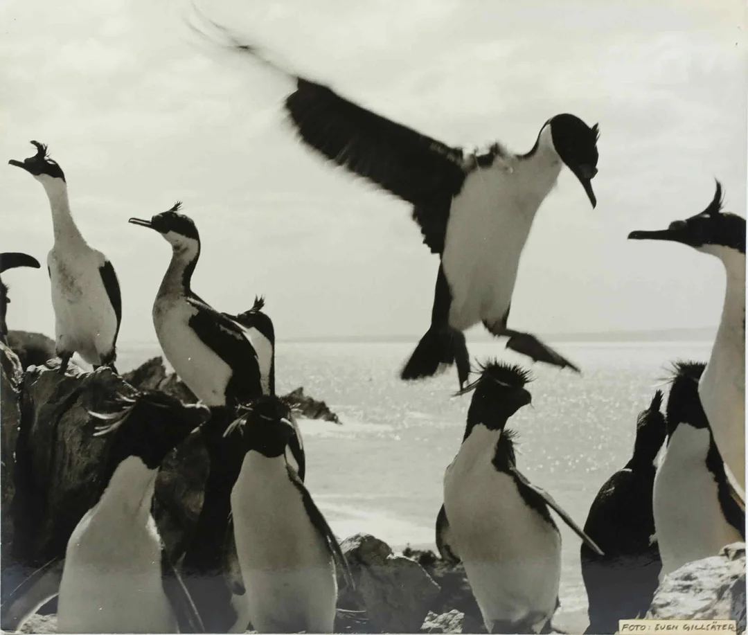 SVEN GILLSÄTER (1921-2001). Fotografi, Klipphopparpingviner och Kejsarskarvar, Falklandsöarna, 1960-tal. — Photography — Hälsinglands Auktionsverk