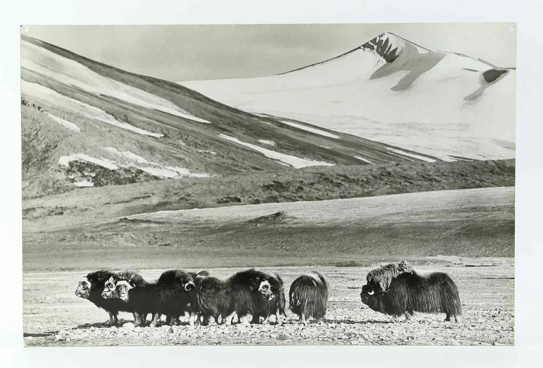 SVEN GILLSÄTER. FOTOGRAFI, Myskoxar i fjällandskap, 1900-tal. — Photography — Hälsinglands Auktionsverk