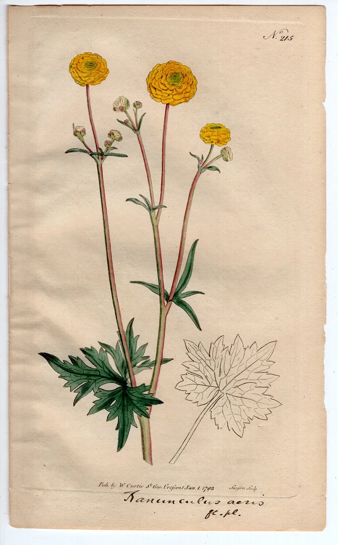 1793 WILLIAM CURTIS ORIGINAL BOTANICAL ENGRAVING #215 MEADOW BUTTERCUP. — Engravings & Prints — Acreman St Auctioneers & Valuers