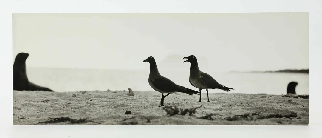 SVEN GILLSÄTER (1921-2001). Fotografi, Fågelpar på strand, signerad atergo, 1900-talets mitt. — Photography — Hälsinglands Auktionsverk