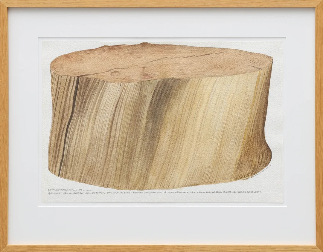ERLING SVENSSON. akvarell, "Den tusenåriga furan", signerad Erling Sv, daterad 2011, medföljer boken Erling Svensson Bildkonst från sex decennier. — Paintings — Auktionsmagasinet Vänersborg