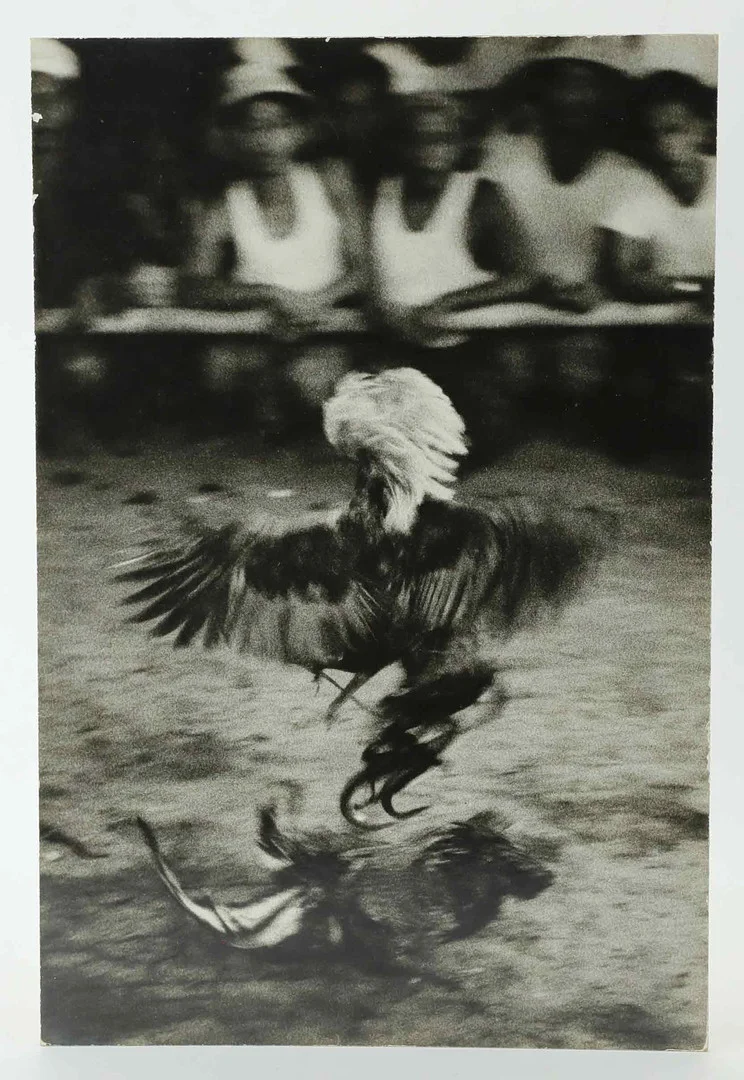 SVEN GILLSÄTER (1921-2001). Fotografi, Tuppfäktning, signerad atergo, 1900-talets mitt. — Photography — Hälsinglands Auktionsverk