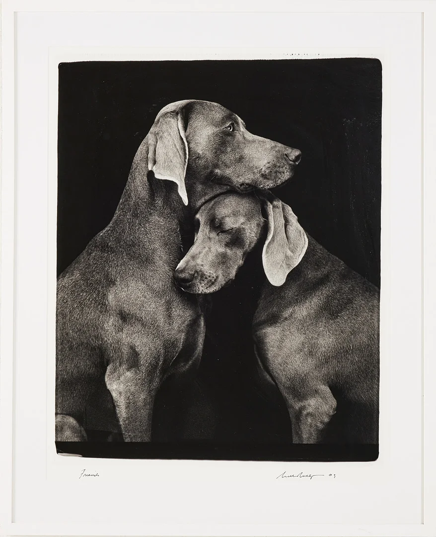 WILLIAM WEGMAN. "Friends", archival pigment print, signerat och daterat 2009, numrerat 399/1500 a tergo. — Photography — Stockholms Auktionsverk Magasin 5