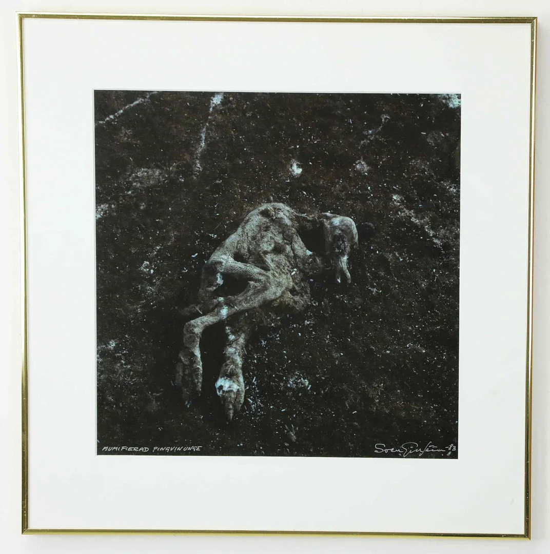 SVEN GILLSÄTER (1921–2001). fotografi, "Mumifierad pingvinunge", signerad, daterad 83. — Photography — Hälsinglands Auktionsverk