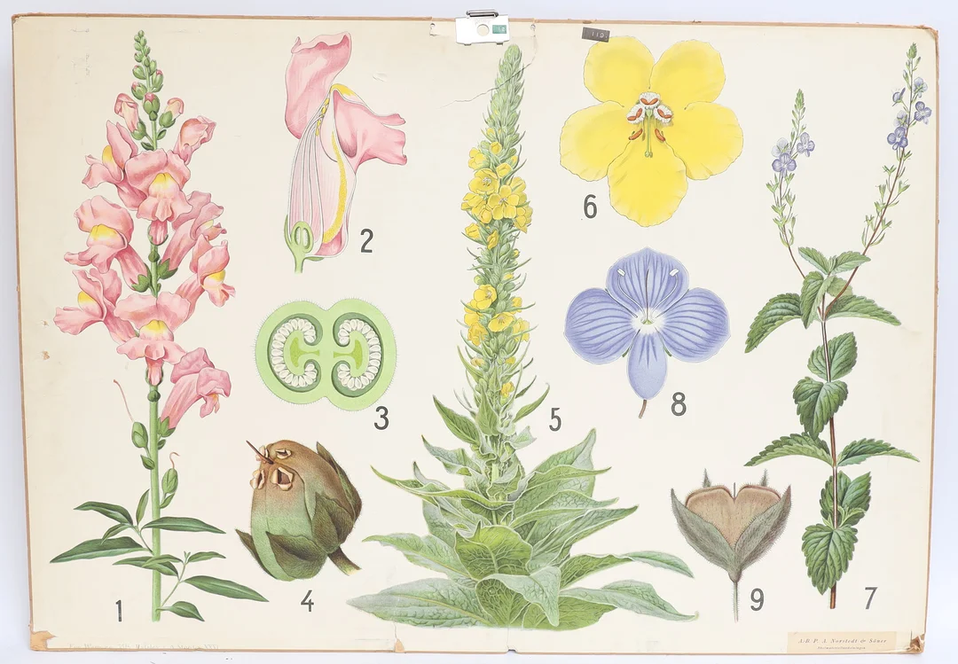 SKOLPLANSCH, Motiv med blomster, Norstedt & söner. — Other — Falun Auktionsbyrå