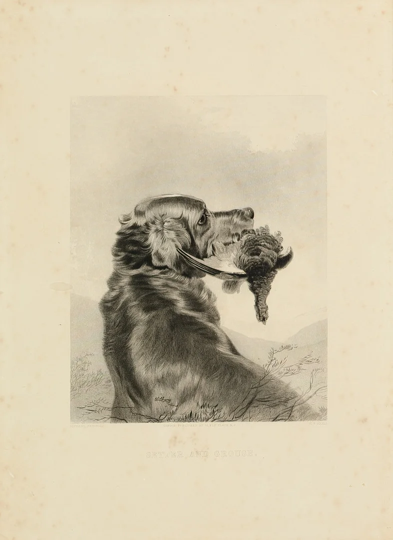 RICHARD ANSDELL (1815-1885). Jagtmotiv, litografisk tryk 'Setter and Grouse' i antik sølvramme, midten af 1800 tallet. — Engravings & Prints — Palsgaard Kunstauktioner