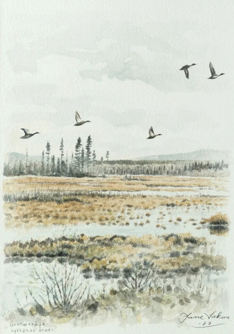 LASSE SIEKAS. Akvarell på papper, "Grundträsk lyftande änder" signerad och daterad 1987. — Sami Arts & Crafts — Wickmans