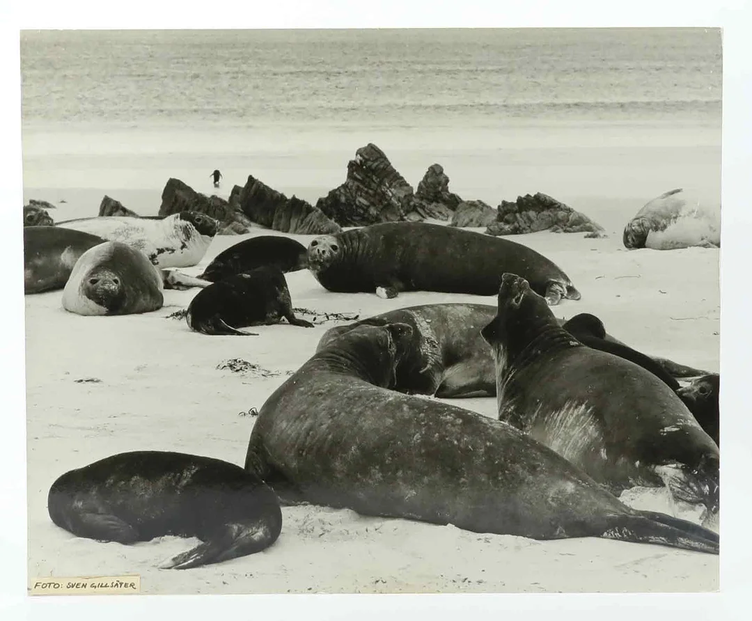 SVEN GILLSÄTER (1921-2001). Fotografi, Sjöelefanter, 1970/80-tal. — Photography — Hälsinglands Auktionsverk