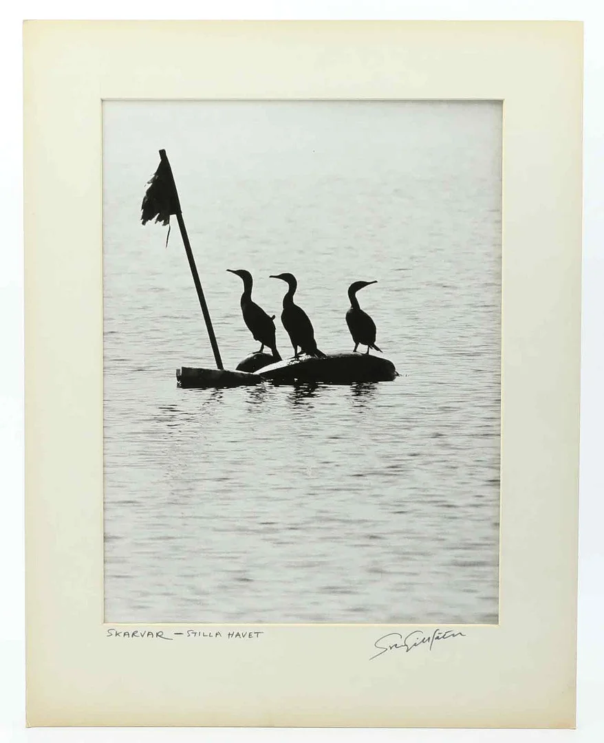 SVEN GILLSÄTER (1921-2001). Fotografi, Skarvar-Stillahavet, signerad, 1970-tal. — Photography — Hälsinglands Auktionsverk