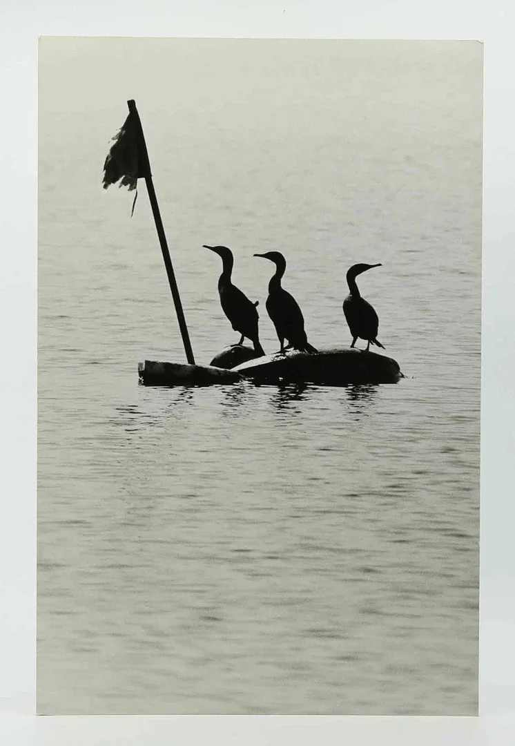 SVEN GILLSÄTER (1921-2001). Fotografi, skarvar, Stillahavet, 1970-tal. — Photography — Hälsinglands Auktionsverk