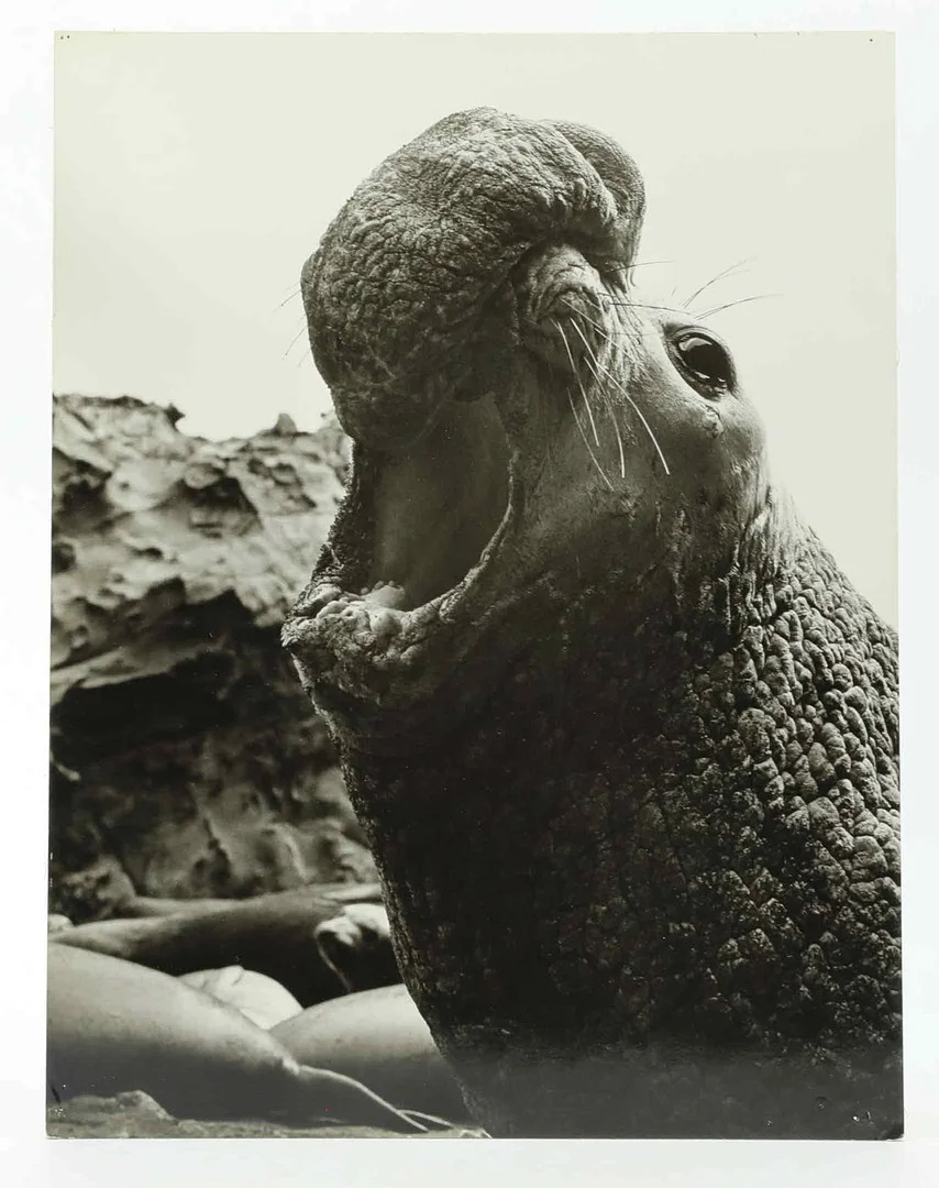 SVEN GILLSÄTER (1921-2001). Fotografi, Sjöelefant, 1970-tal. — Photography — Hälsinglands Auktionsverk