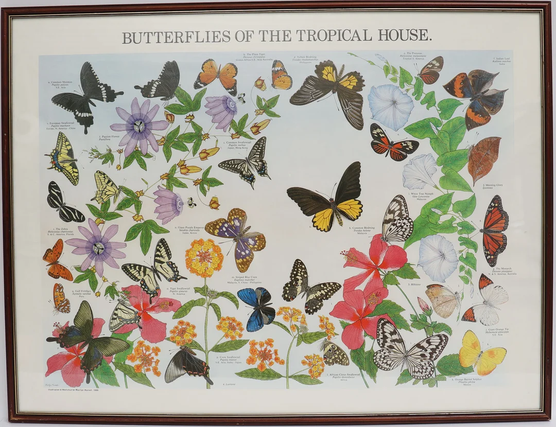 PLANSCH, "Butterflies of the tropical house" Marilyn hurrell 1986. — Other — Falun Auktionsbyrå