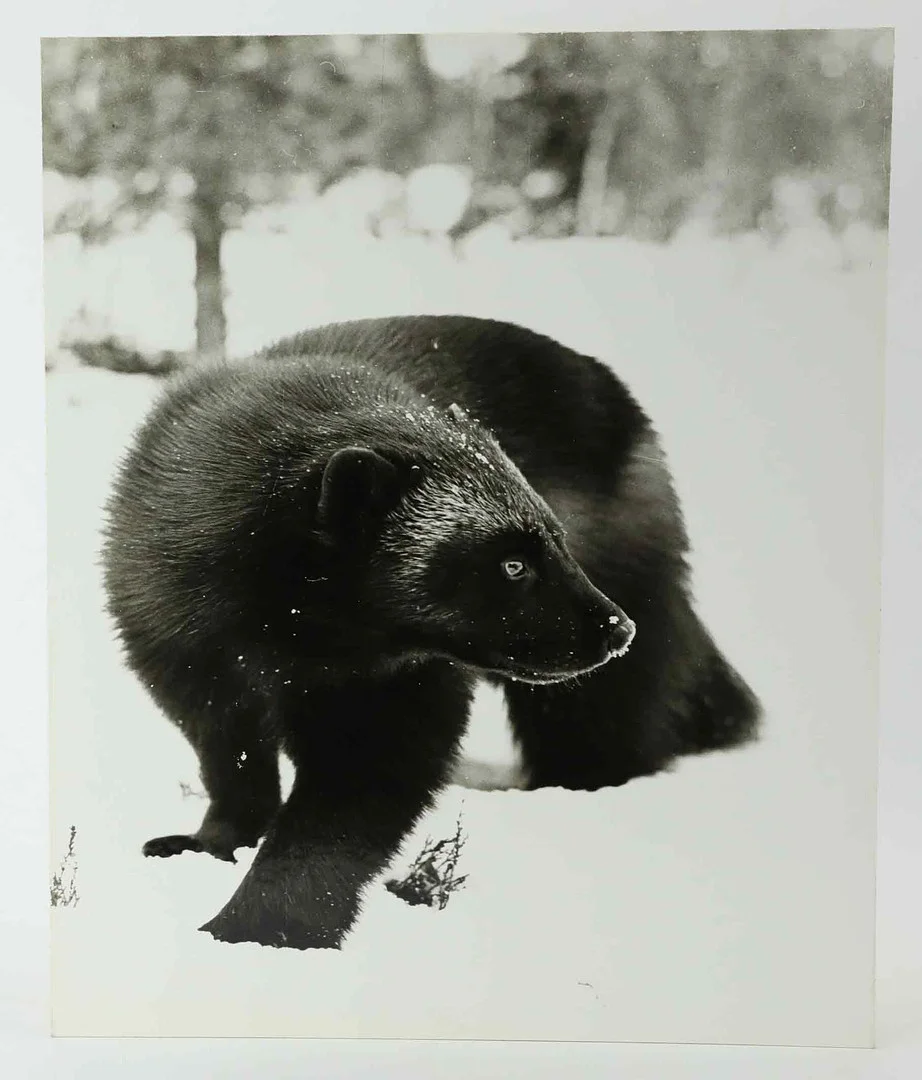 SVEN GILLSÄTER (1921-2001). Fotografi, Järv i vinterlandskap, 1900-talets mitt. — Photography — Hälsinglands Auktionsverk