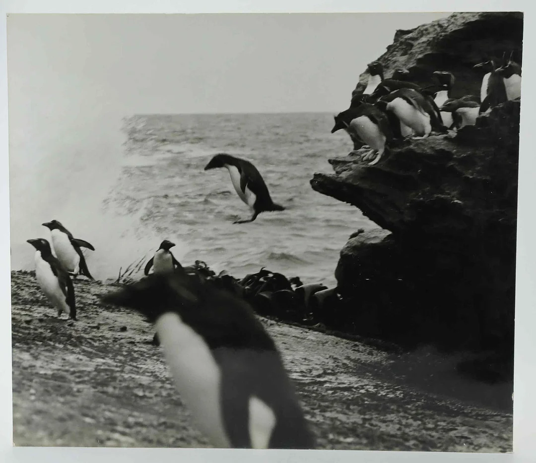 SVEN GILLSÄTER (1921-2001). Fotografi, adéliepingviner, Antarktis, 1960-tal. — Photography — Hälsinglands Auktionsverk