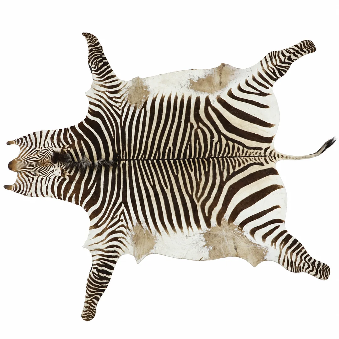 ZEBRASKINN "Burchell zebra", Sydafrika, 1900-tal. — Carpets — Hälsinglands Auktionsverk
