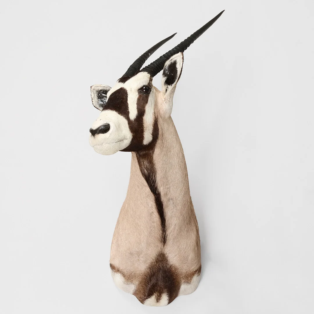 Skuldermonteret Oryx, udstoppet jagttrofæ. — Miscellaneous — Palsgaard Kunstauktioner