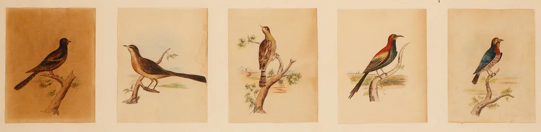 ESCUELA ESPAÑOLA DE PRINCIPIOS DEL SIGLO XX. Aves. — Drawings — Barcelona Auctions