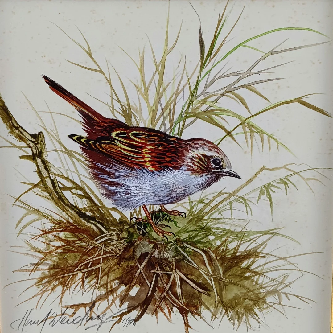 WEIDINGER, HUBERT. Heckenbraunelle, 1994, Aquarell auf Papier. — Paintings — Auktionshaus Blank