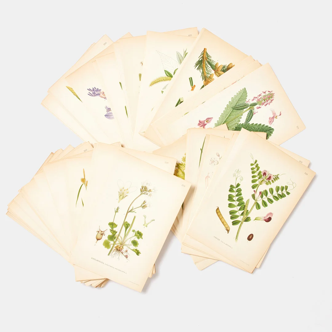 BOTANIK, ca. 180 lösa färglitografiska tryck, växtplanscher ur C.A.M Lindmans bilder ur Nordens Flora, A. Börtzells Tr. AB. Sthlm, 1920. — Engravings & Prints — Stockholms Auktionsverk Sickla