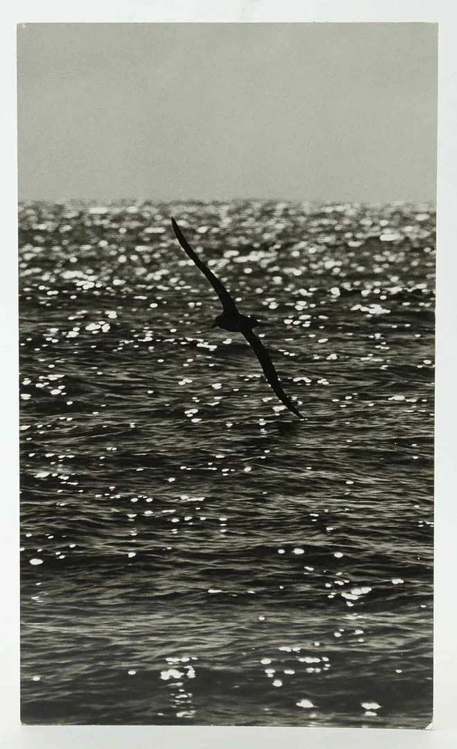 SVEN GILLSÄTER (1921-2001). Fotografi, Fågel som svävar över havet, signerad atergo, 1900-talets mitt. — Photography — Hälsinglands Auktionsverk