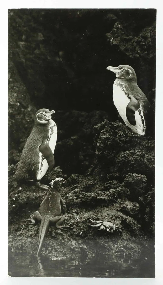 SVEN GILLSÄTER. FOTOGRAFI, Galapagospingviner, Iguanaödla, krabba, signerad atergo. 1900-tal. — Photography — Hälsinglands Auktionsverk