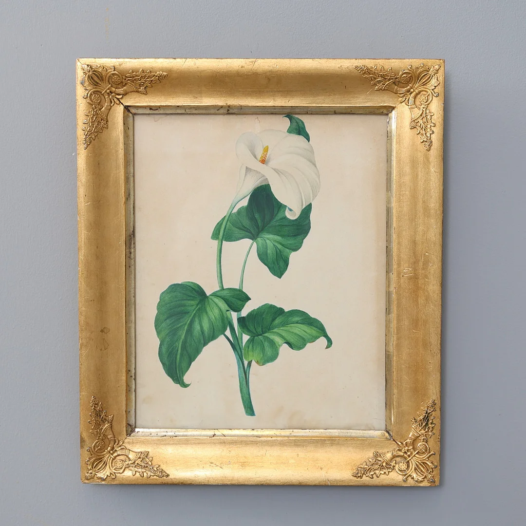 OIDENTIFIERAD KONSTNÄR. Kalla, akvarell, signerad samt daterad a tergo 1850. — Paintings — Gomér & Andersson Nyköping