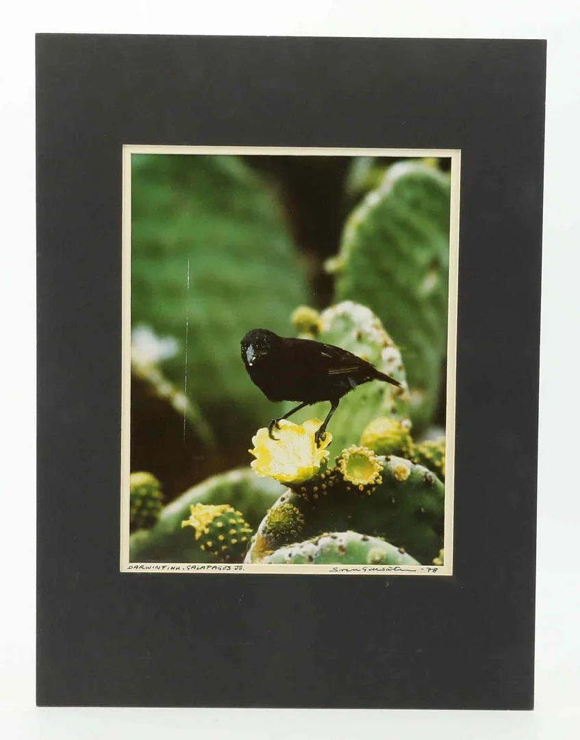 SVEN GILLSÄTER (1921-2001). Fotografi, "Darwinfink, Galapagos Islands, signerad, daterad 1978. — Photography — Hälsinglands Auktionsverk