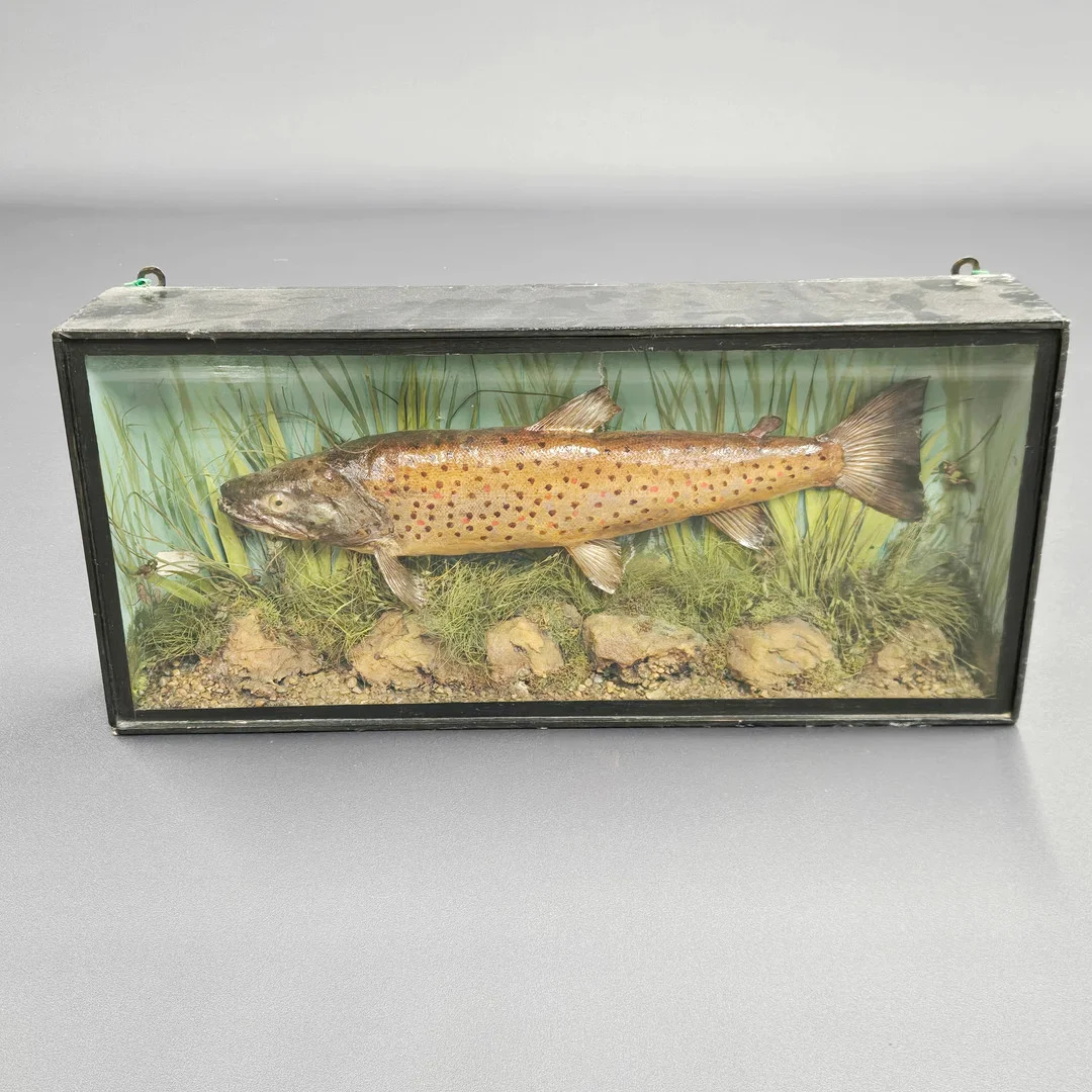 ANTIQUE TAXIDERMY TROUT. — Miscellaneous — Chalkwell Auctions